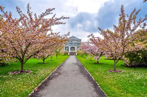 The 12 Best Places To See Cherry Blossoms In London 2023 Globetotting