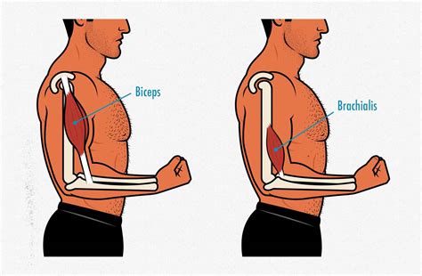 How To Build Bigger Arms For Skinny Guys