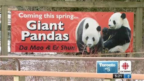 Toronto Zoo Prepares To Welcome Pair Of Giant Pandas Cbc News