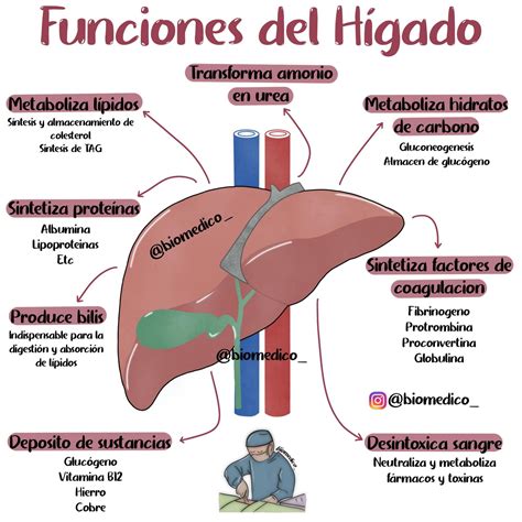 Funciones Hígado Medicina Fisiología Apuntes Universitarios