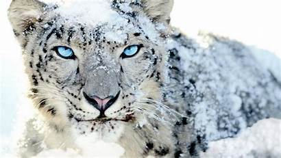 Leopard Snow Wallpapers Cave Screen