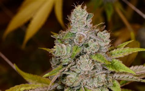 Tips For Growing Gorilla Glue 4 Cannabis Leafly