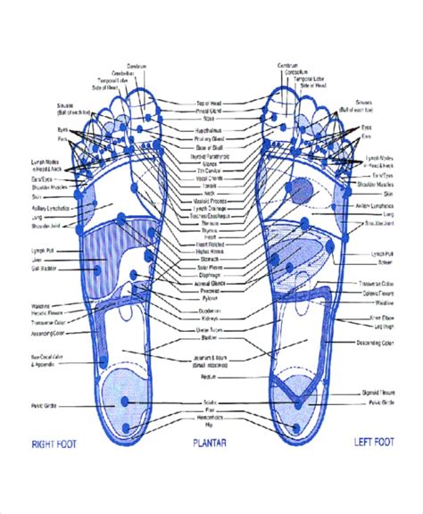 11 Reflexology Chart Templates Free Sample Example Format