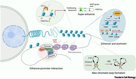 Chromatin Basis Of The Senescence Associated Secretory Phenotype