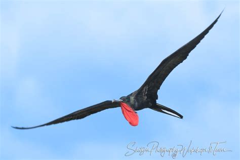 Frigatebird In Flight Shetzers Photography
