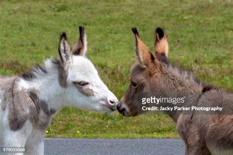Donkeys Kissing Photos And Premium High Res Pictures Getty Images