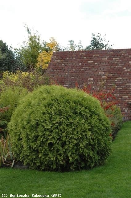 Thuja Occidentalis Globosa Związek Szkółkarzy Polskich