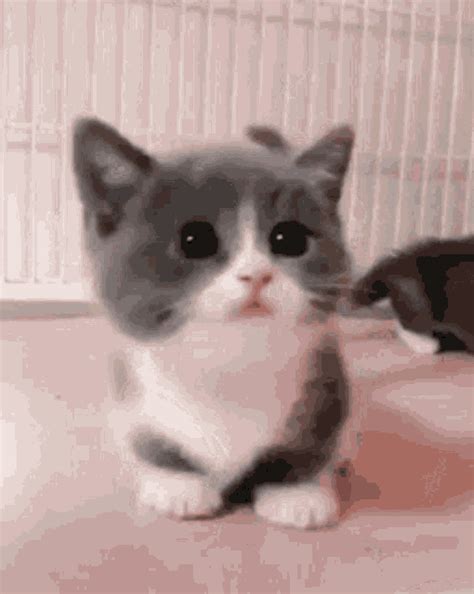 Kitten Cute  Kitten Cute Discover And Share S
