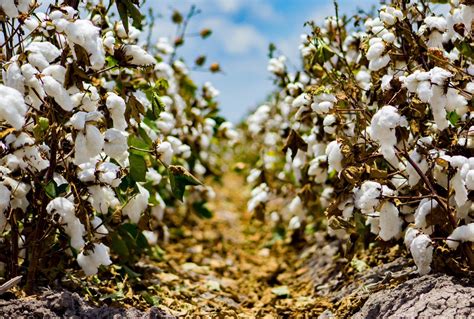 What Will It Take For Farmers To Grow More Organic Cotton Civil Eats