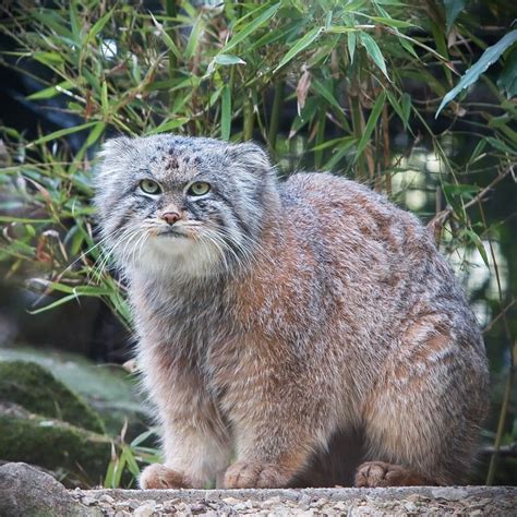 Pallass Cat Or Manul Facts Toxoplasmosis And Conservation Owlcation