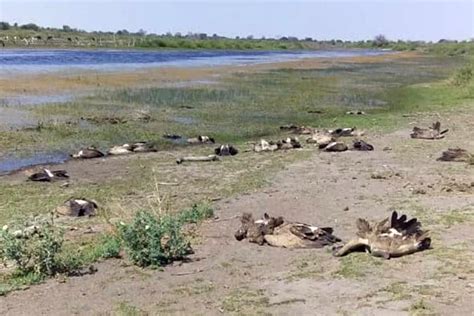 Mass Poisoning Of Critically Endangered Vultures In Botswana Birdguides