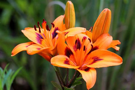 Interesting Facts About Lilies Gardenerdy