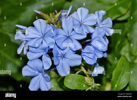 Blue Plumbago Flowers Plumbago Auriculata Against A Green Background