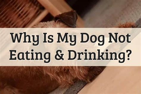 5 Reasons Why Your Dog Wont Eat Or Drink 2020 Update