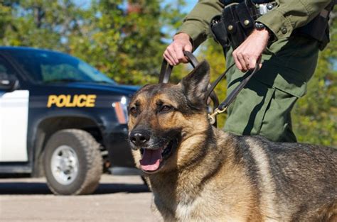 Top 10 Best Police Dog Breeds Petguide