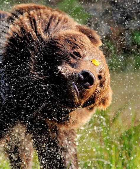Bear Stock Photo Sponsored Bear Stock Photo Ad Bear