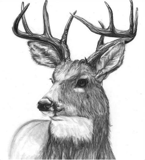 24 Free Deer Drawings And Designs