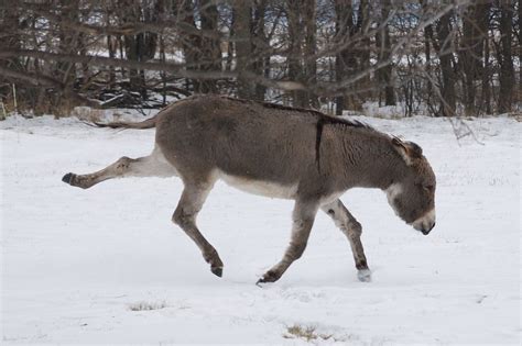 Filedonkey Kicking In The Snow Wikimedia Commons