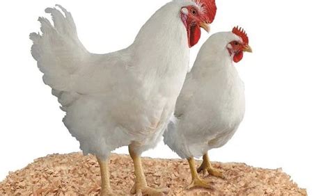 Daftar harga telur ayam per 1 kg peti hari ini di waralaba agen grosir supplier distributor telur ayam terdekat murah terbaru 2021 di kota lubuklinggau, pagaralam, palembang, prabumulih, sumatera barat, bukittinggi, padang, probolinggo, surabaya, yogyakarta, jawa tengah, magelang, pekalongan. Harga Ayam di Pasar Lakessi Turun Menjadi Rp15 Ribu Per ...