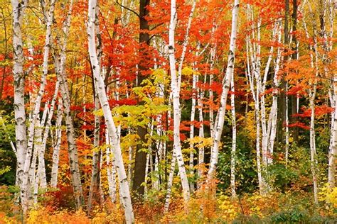 Forest Autumn Red Bushes Trees Orange Colors Yellow