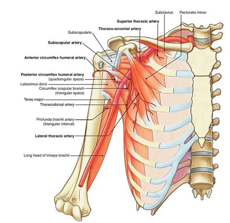 Axillary Artery Branches In Arteries Axillary Nerve Brachial