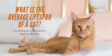 What Is The Average Lifespan Of A Cat Undercover Pet Houses