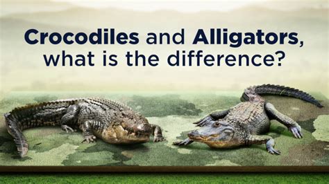Crocodile Vs Alligator Whats The Difference Restorasi Ekosistem