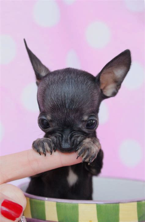 tiny teacup chihuahua puppies  sale  south florida teacups puppies boutique