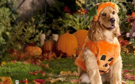 Scary 13 Puppy Halloween Cute Halloween Puppy Hd Wallpaper Pxfuel