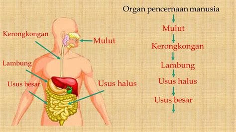 Organ Pencernaan Manusia And Fungsinya Serta Proses Pencernaan Pada Manusia Ipa Kelas 5 Tema 3