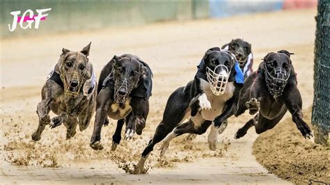 Irish Greyhounds Dog Race Track Racing Youtube