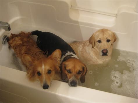 Happy Angry Sad Reaction Dogs To Bath Time