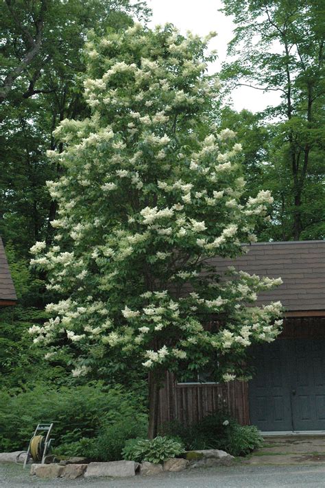 Perfect Japanese Lilac Ivory Silk Tree Small Plastic Pots