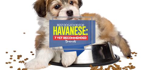 As loving dog owners, beginning from when they are puppies and right. Best Dog Food for Havanese: 7 Vet Recommended Brands