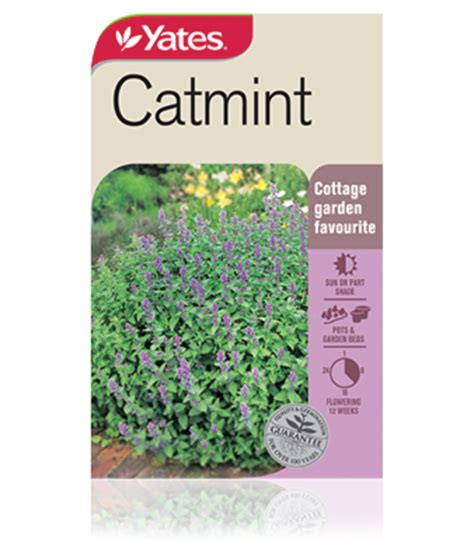 Catmint Garden Seeds Yates Australia