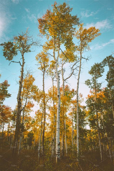 Yellow Aspens In Autumn In Colorado ~ Nature Photos ~ Creative Market