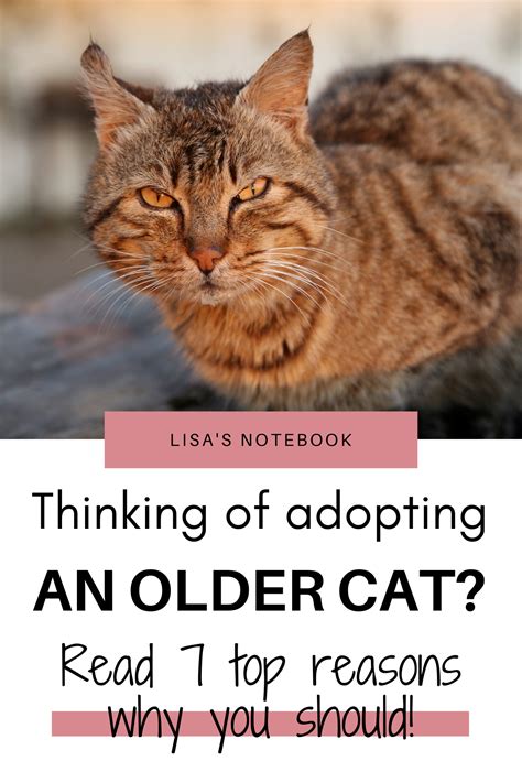 7 Benefits Of Adopting An Older Cat Lisas Notebook In 2021 Older