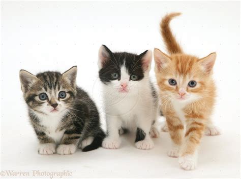 Kittens Wp32047 Three Kittens One Tabby And White One Ginger And