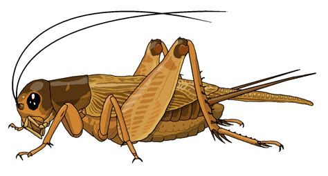 Collection Of Png Cricket Bug Pluspng