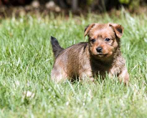 Australian Terrier Information - Dog Breeds at thepetowners
