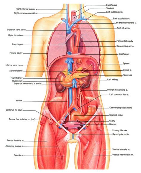The female breast anatomical chart includes frontal and lateral views of the breast, development processes of the this organs of the human body chart illustrates the anatomy of the inner ear the lymphatic system anatomical chart illustrates internal iliac lymph node, as well as the lymph nodes. Diagram Of Internal Human Organs . Diagram Of Internal ...