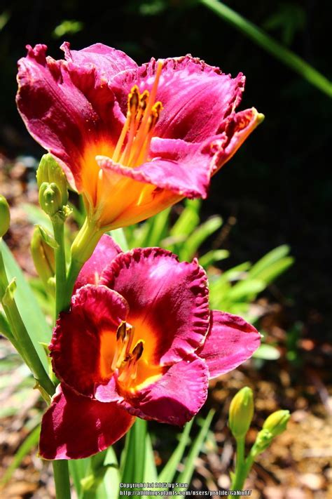 Photo Of The Bloom Of Daylily Hemerocallis Night Whispers Posted By