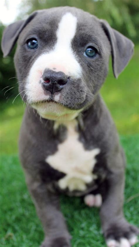 We are offering the best quality pitbulls puppies. American Pit Bull Terrier Puppies For Sale | Phoenix, AZ #272356