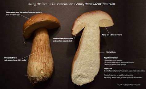 Pacific Northwest Boletes Wild Mushrooms Oregon Discovery
