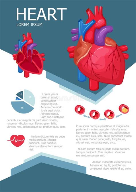Human Heart Infographic Stock Vector Illustration Of Atrium 72820301