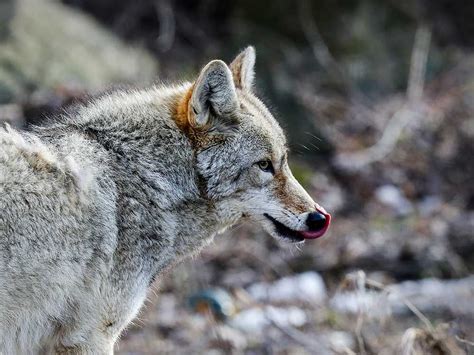 Coyote Sightings In Tecumseh Neighbourhood Prompt Town Advisory