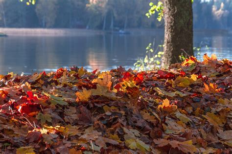 Autumn Leaf Maple Free Photo On Pixabay