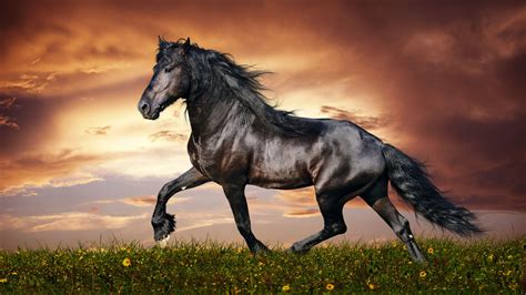 Horses 4k Wallpapers Top Free Horses 4k Backgrounds Wallpaperaccess
