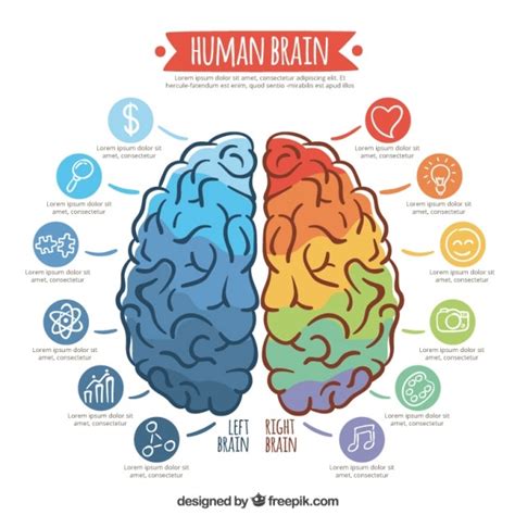 Premium Vector Infographic Template Of Colorful Brain