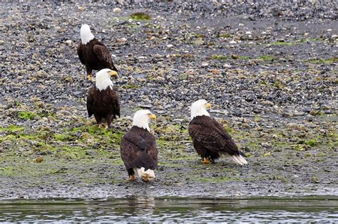 Bald Eagles In Juneau Alaska Are Plentiful